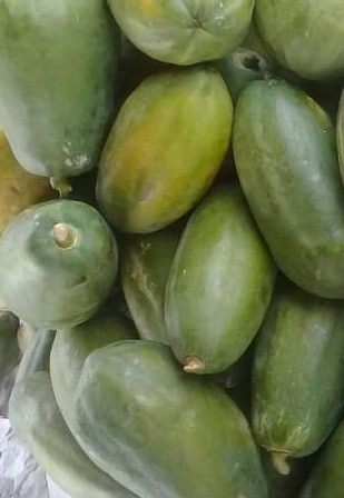 Papaya maradol