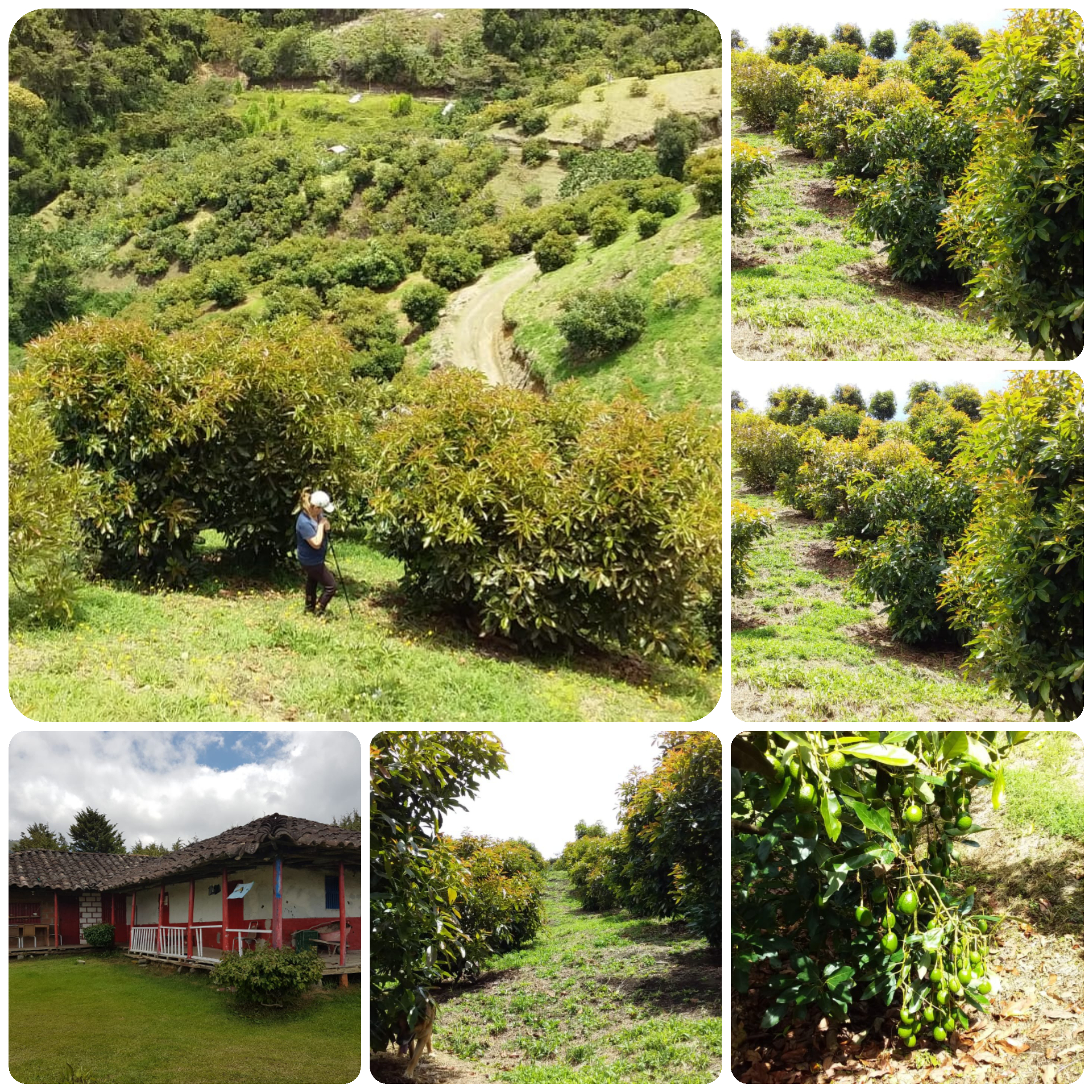 Finca aguacatera en excelente estado