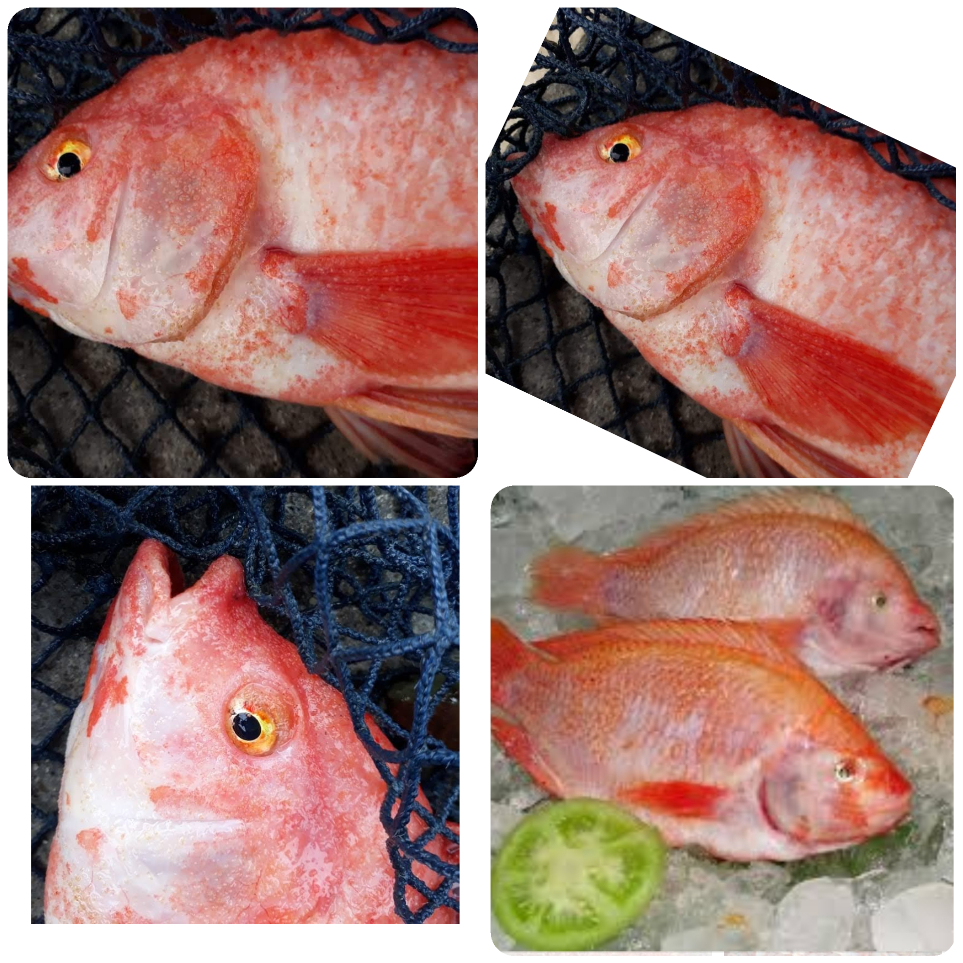 Tilapia roja fresca