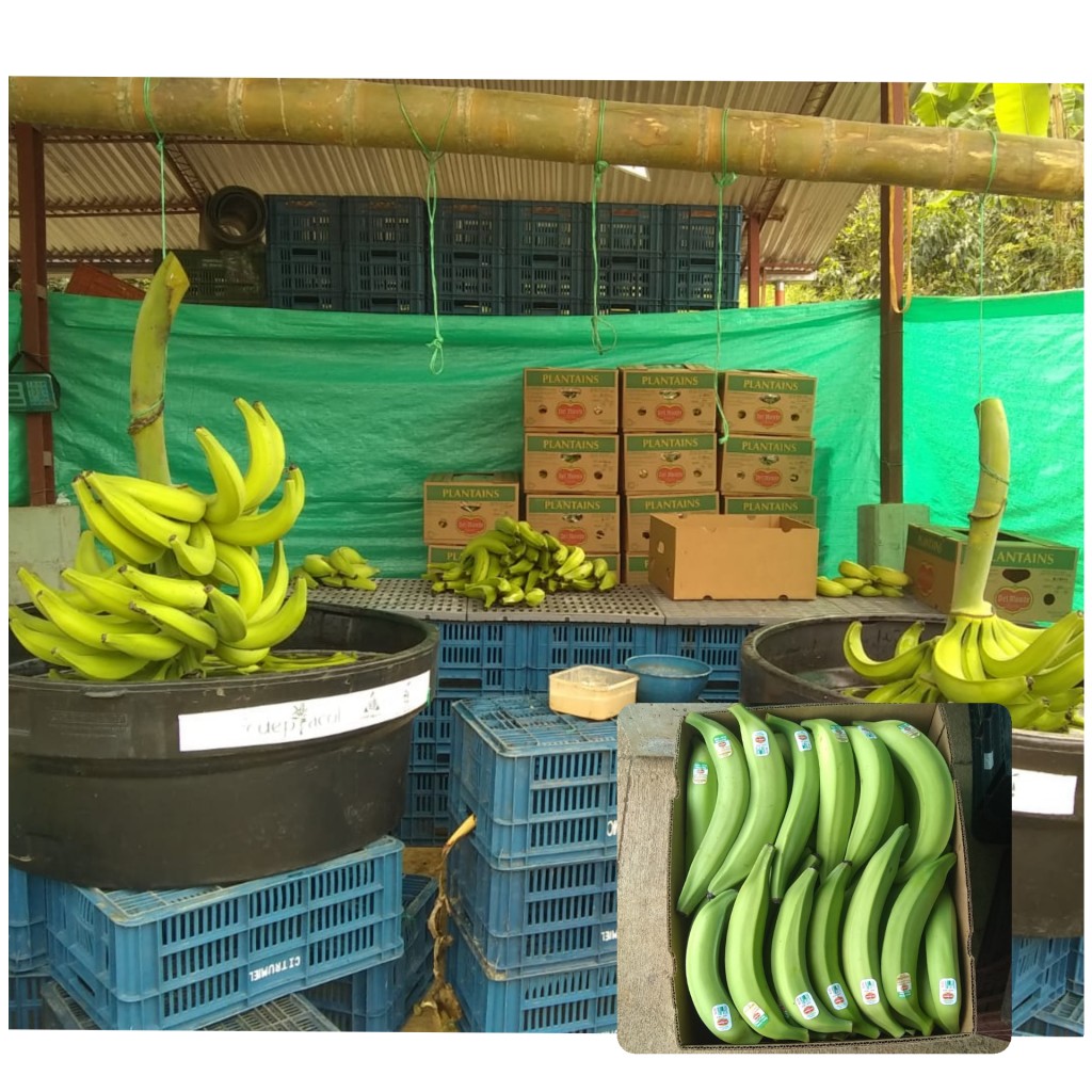 Platano verde