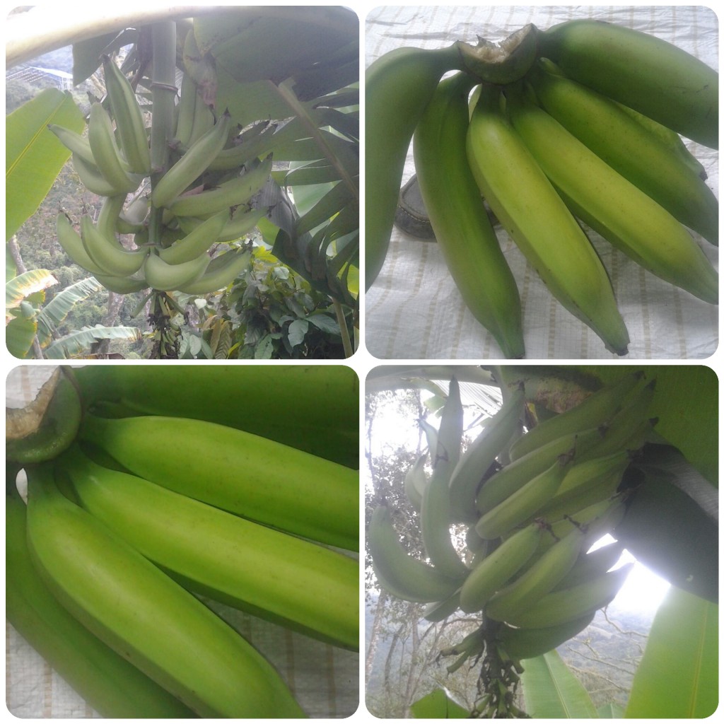 Platano verde
