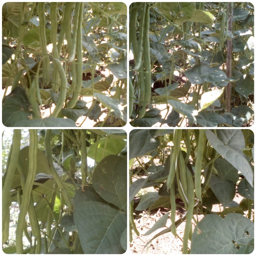 Habichuela/20kg