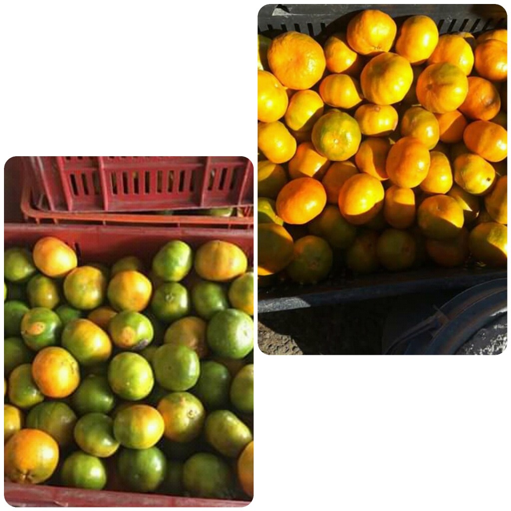 Mandarina criolla/25kg