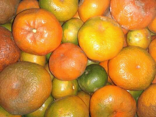 Mandarina