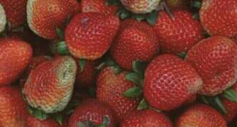 Fresas selectas