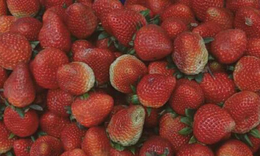Fresas