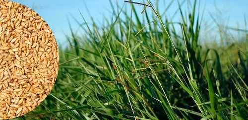 Panicum  Maximun cv Tanzania