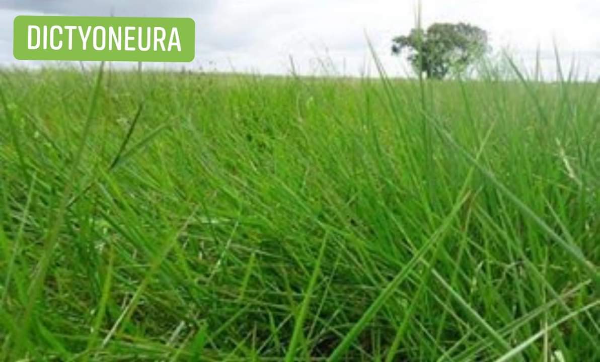 Brachiaria Humidicula cv Llanera ( dictyoneura)