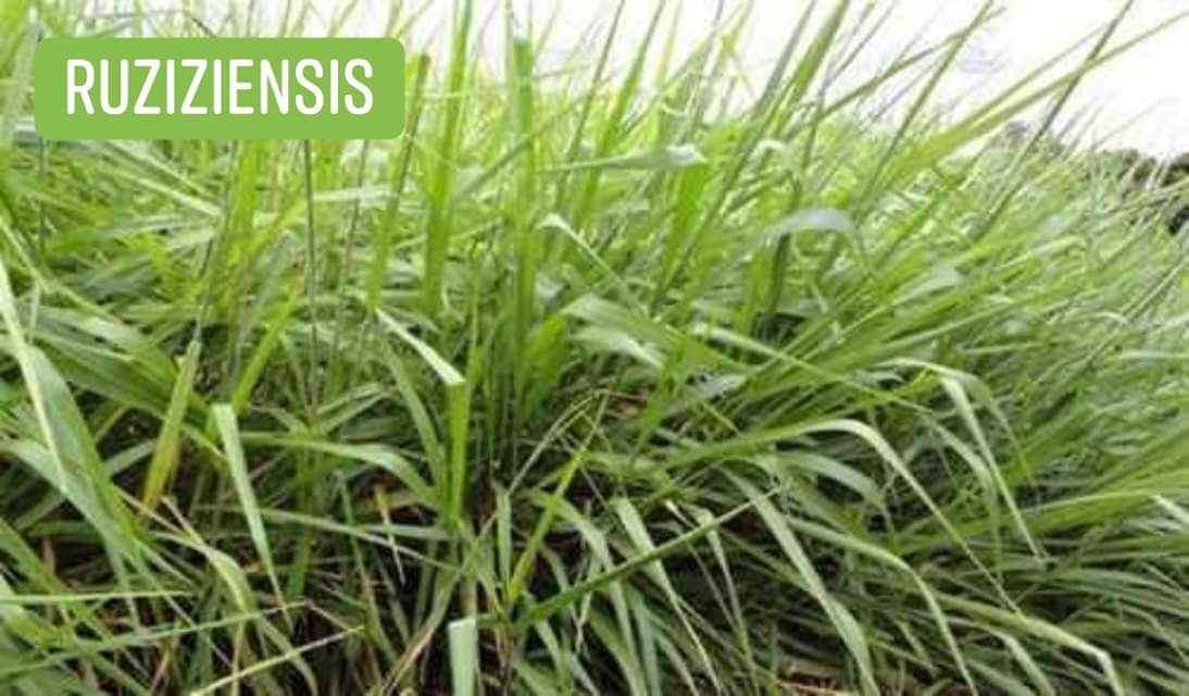 Brachiaria Ruziziensis