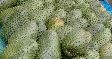 Guanabana