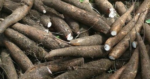Yuca