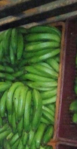 Banano criollo