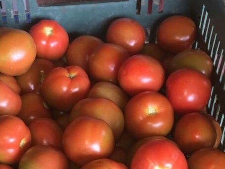 Tomate chonto de primera