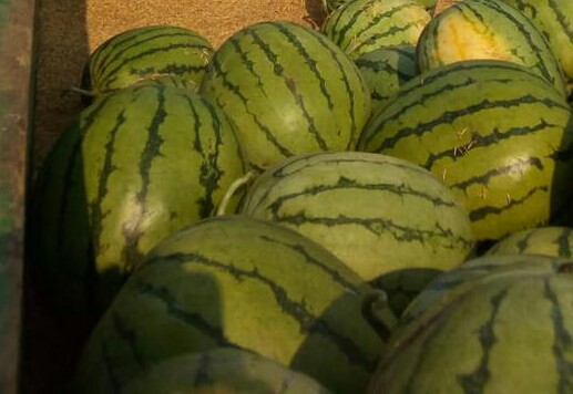 Sandia