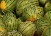 Sandia