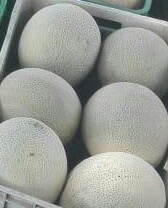 Melon