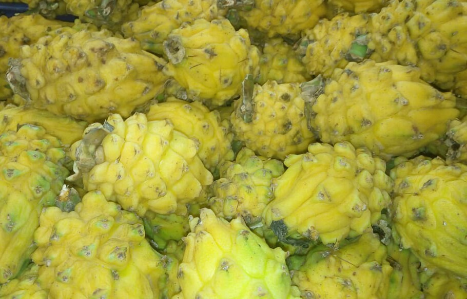 Pitaya