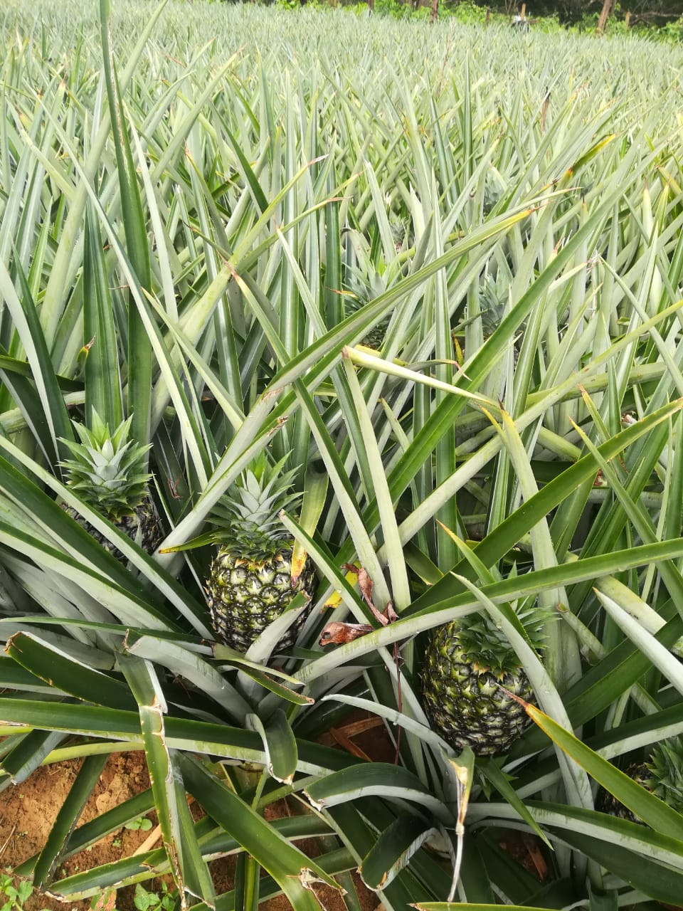 Piña golden