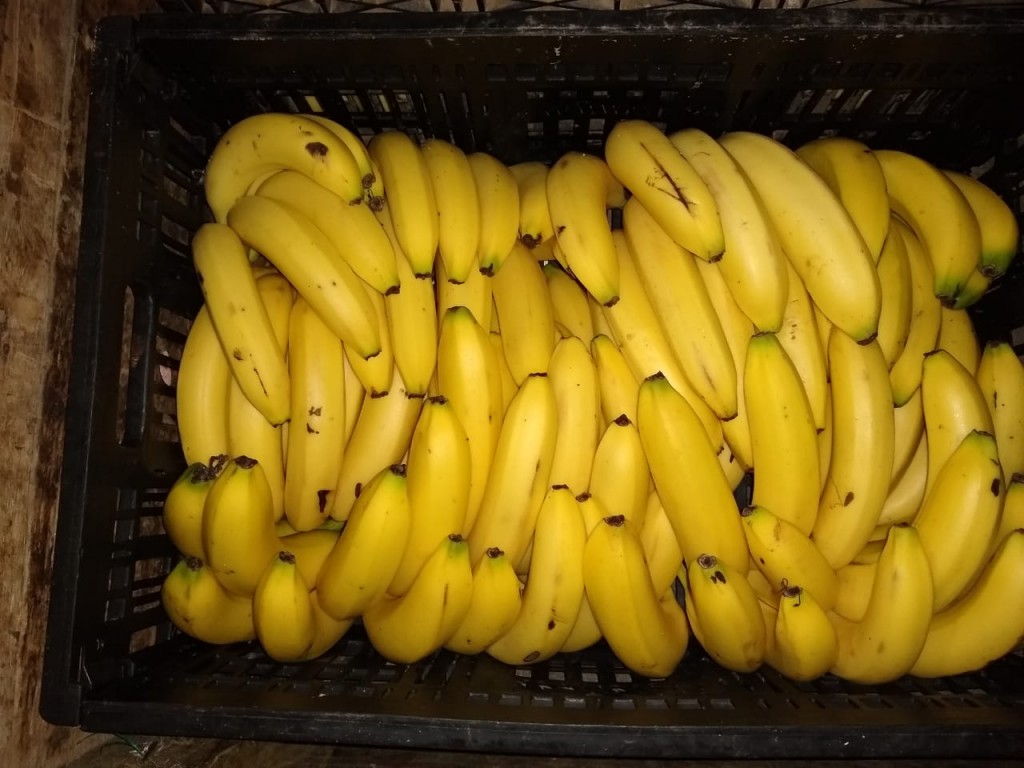Banano maduro