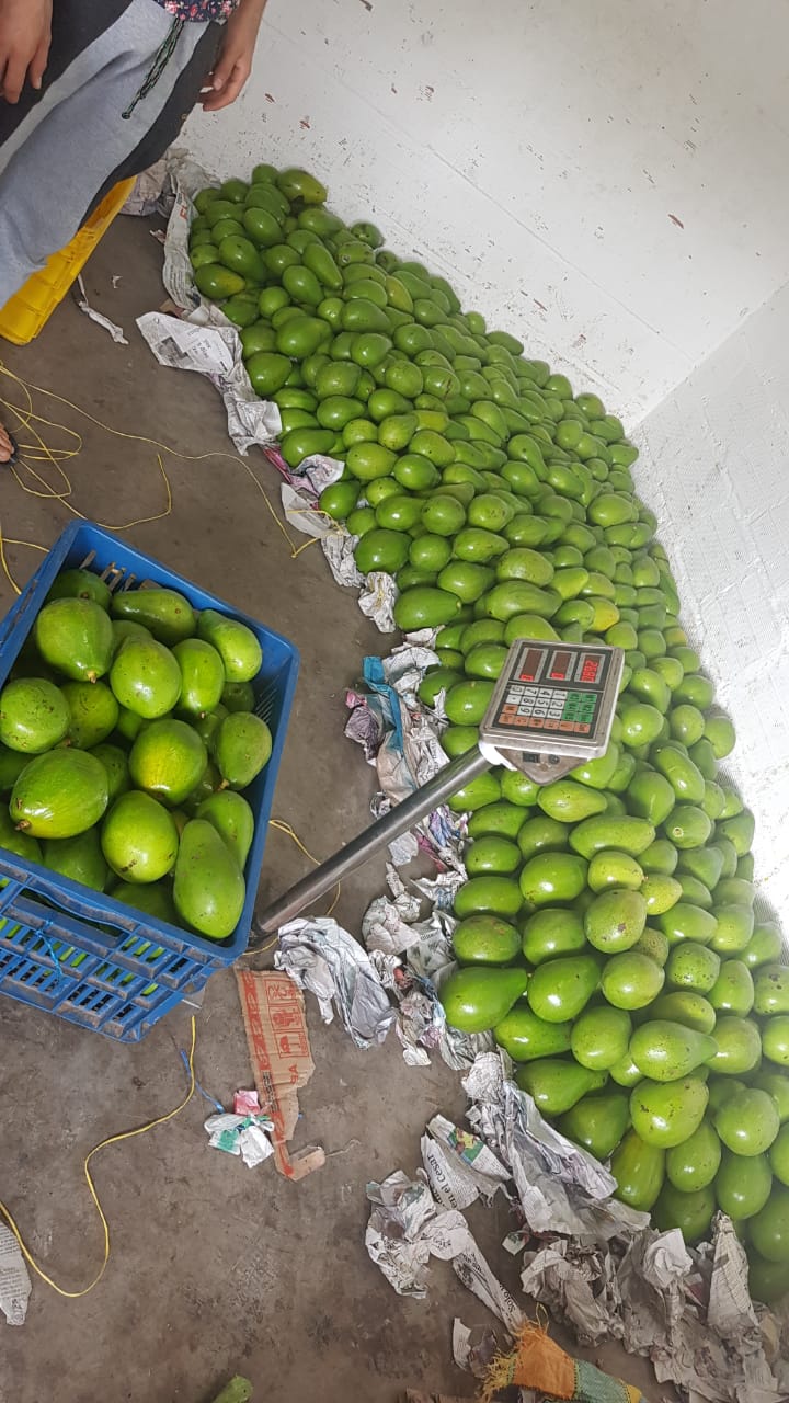 Aguacate papelillo