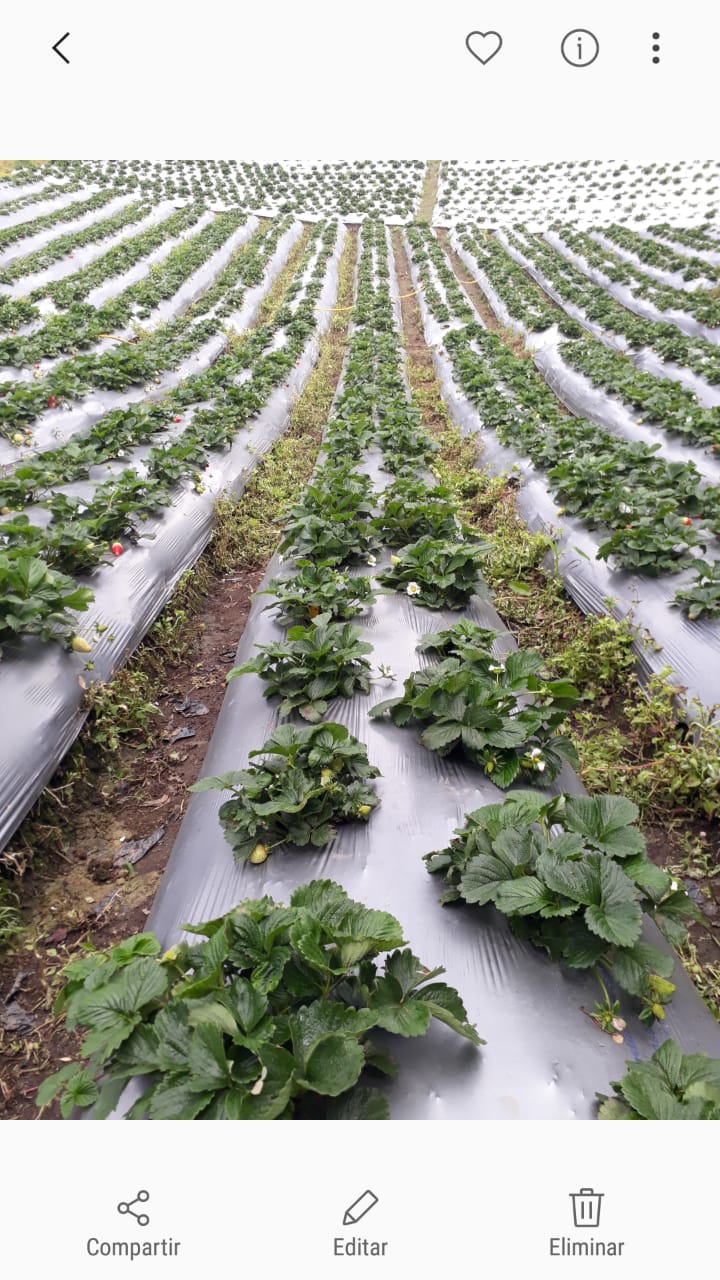 Fresas de primera
