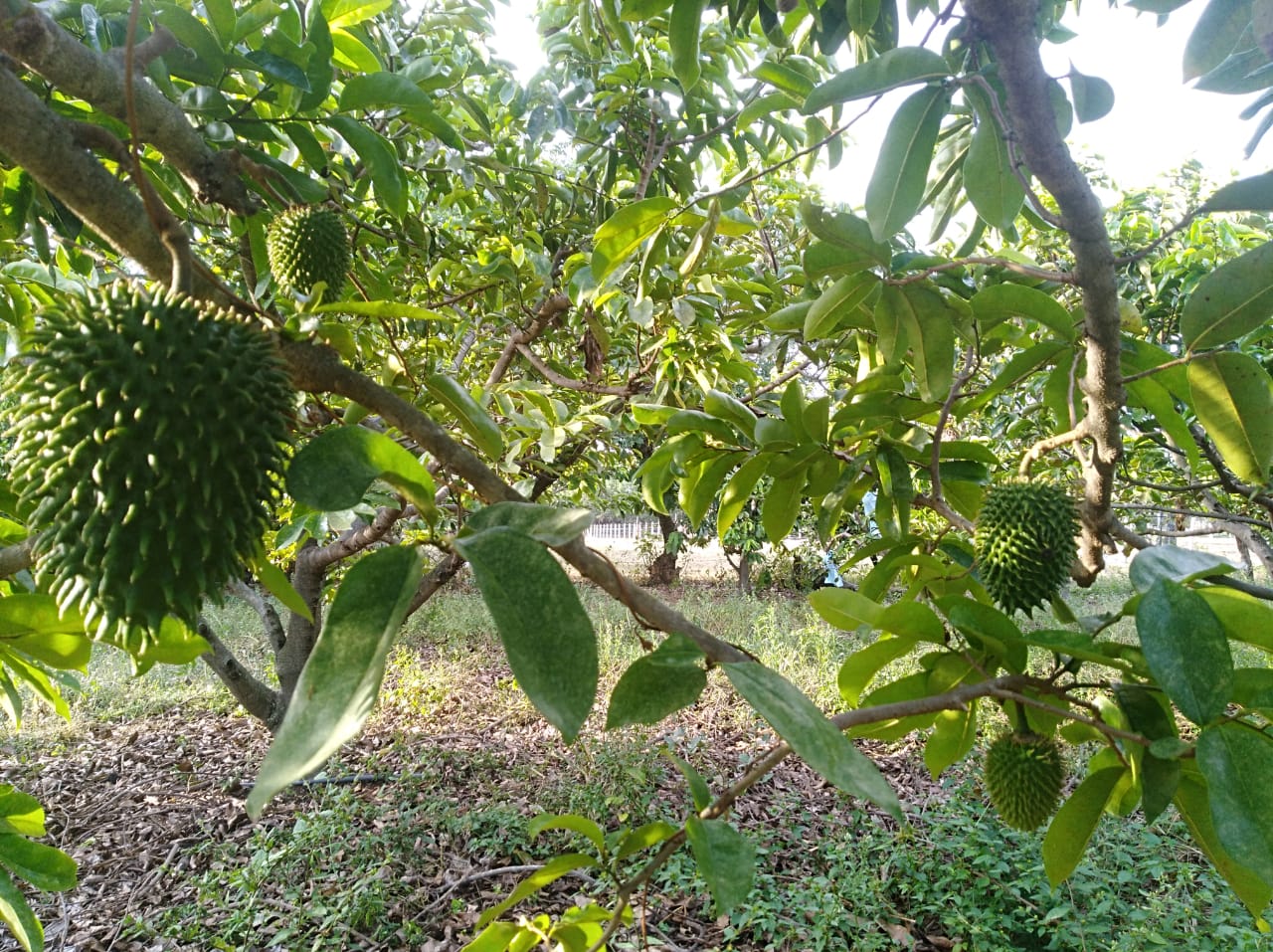 Guanabana