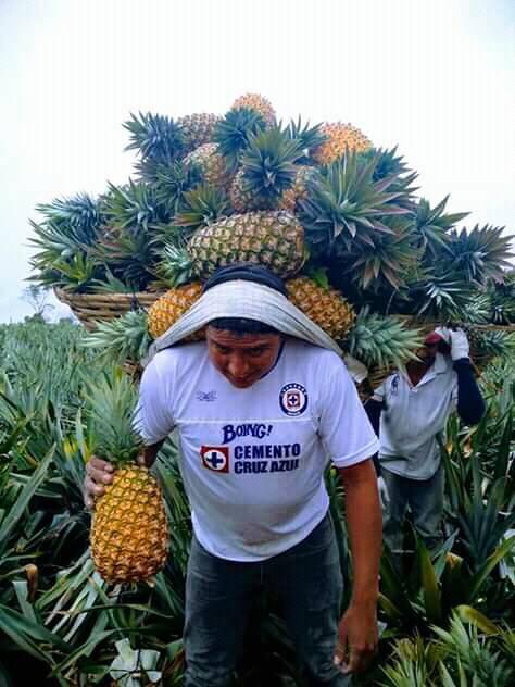 Piña Oromiel