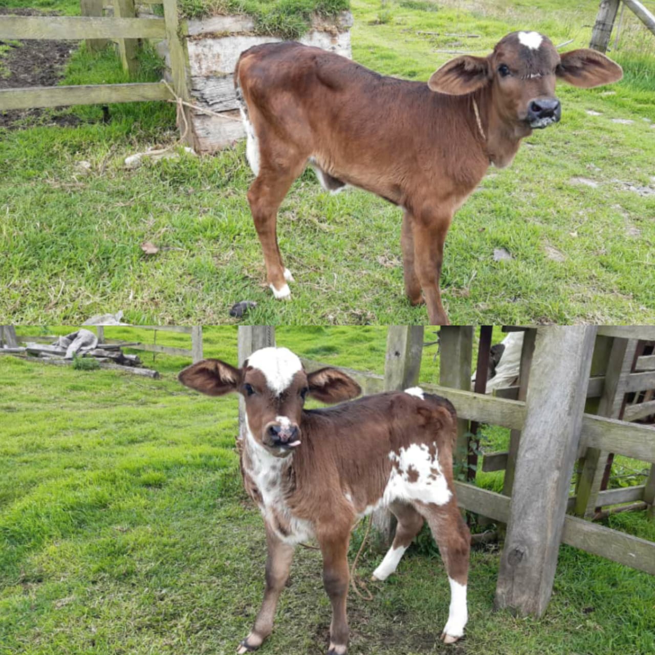 Terneras tipo leche Gyrolanda F1
