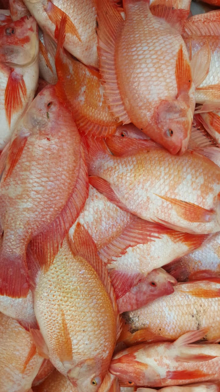 Mojarra