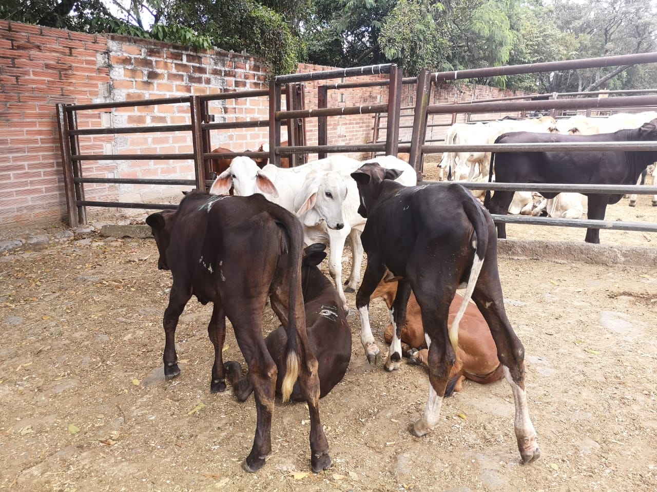 Terneras tipo leche y de ceba de levante