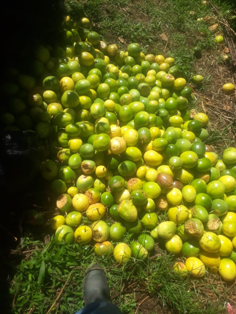 Maracuya extra
