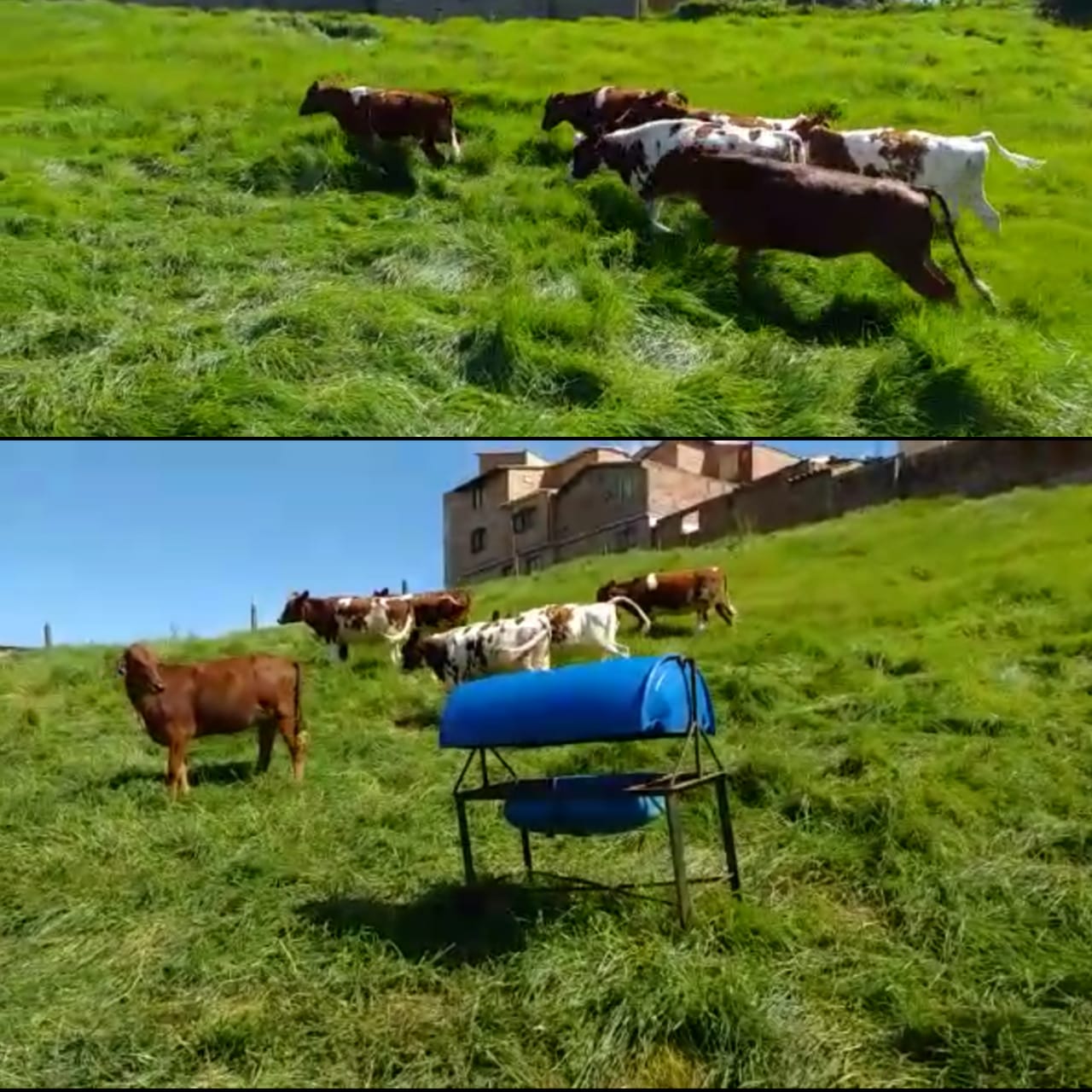 Vacas tipo leche Holstein
