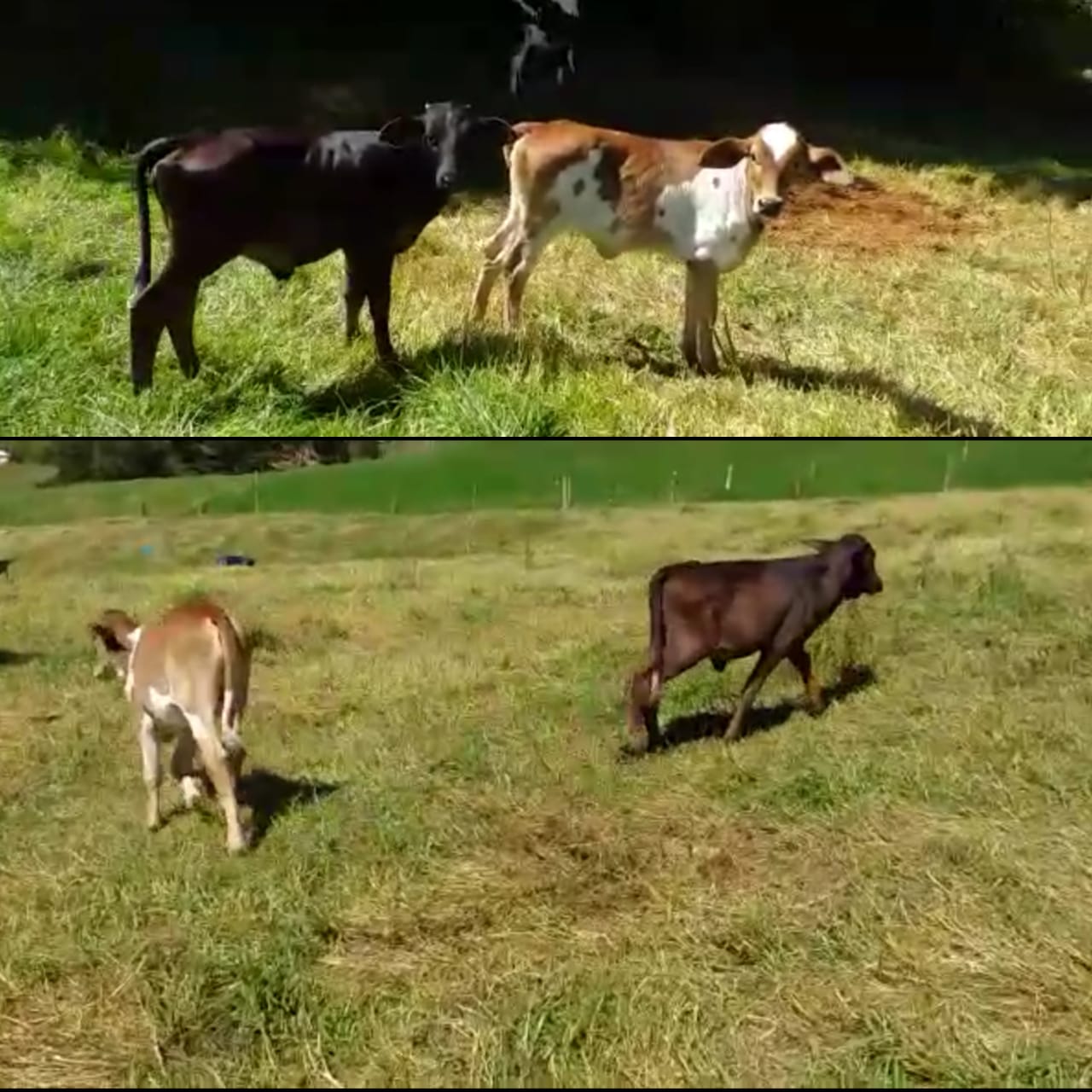 Terneras tipo leche Holstein cebú y Holstein rojo