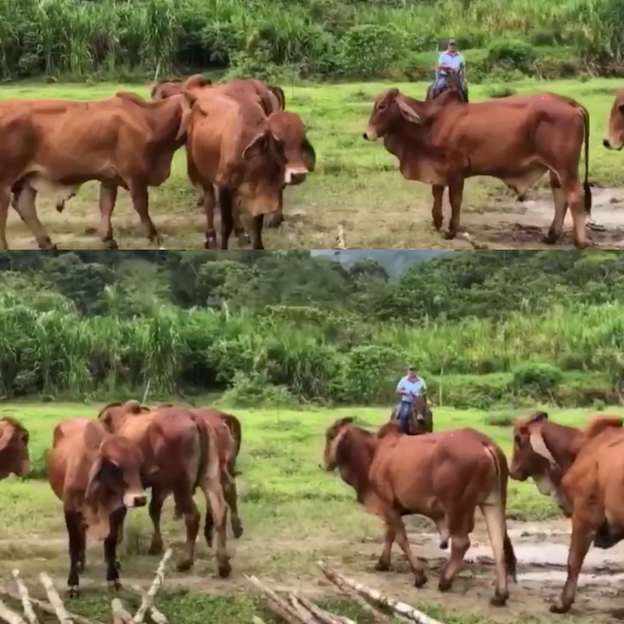 Toros Brahman Rojo