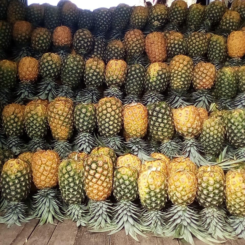 Piña oro miel