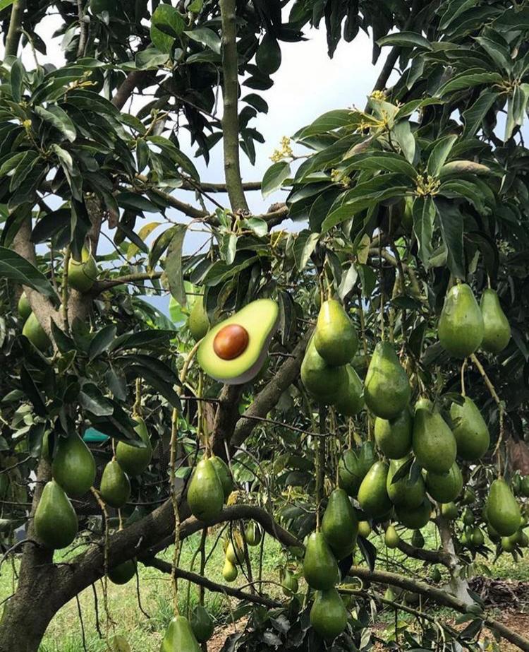 Aguacate papelillo