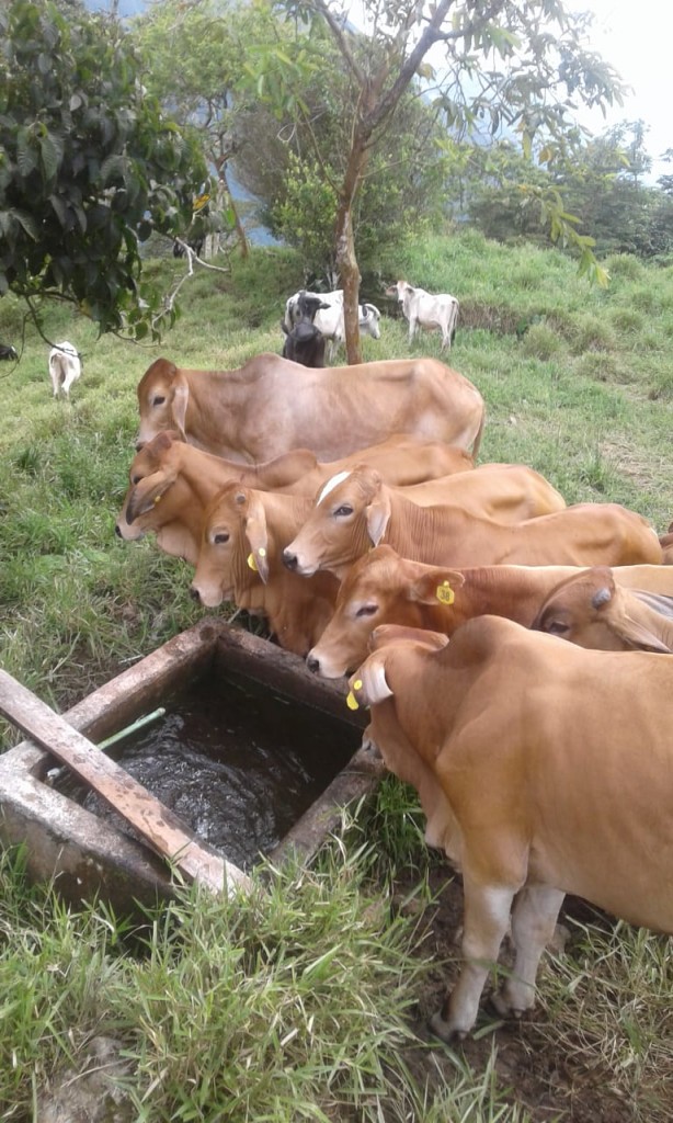 Terneros de Levante cebu Brahman Rojo comercial