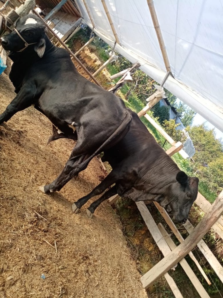 Ternero Girolando Negro y hembra Holstein cebú