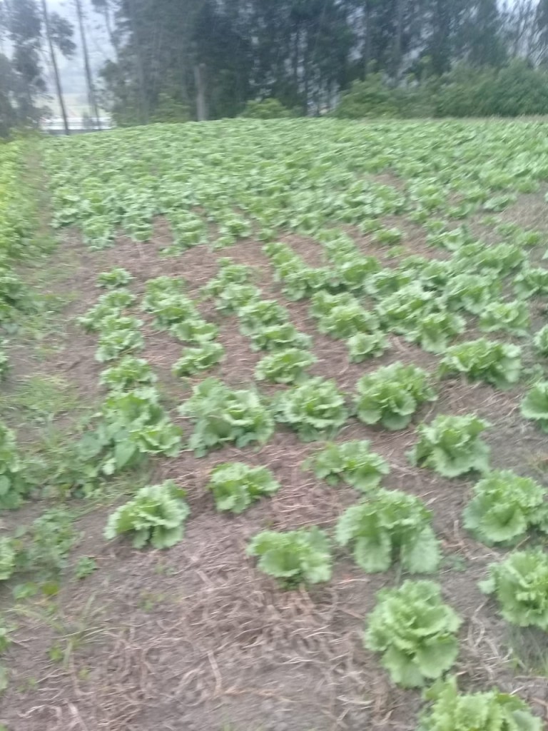 Batavias