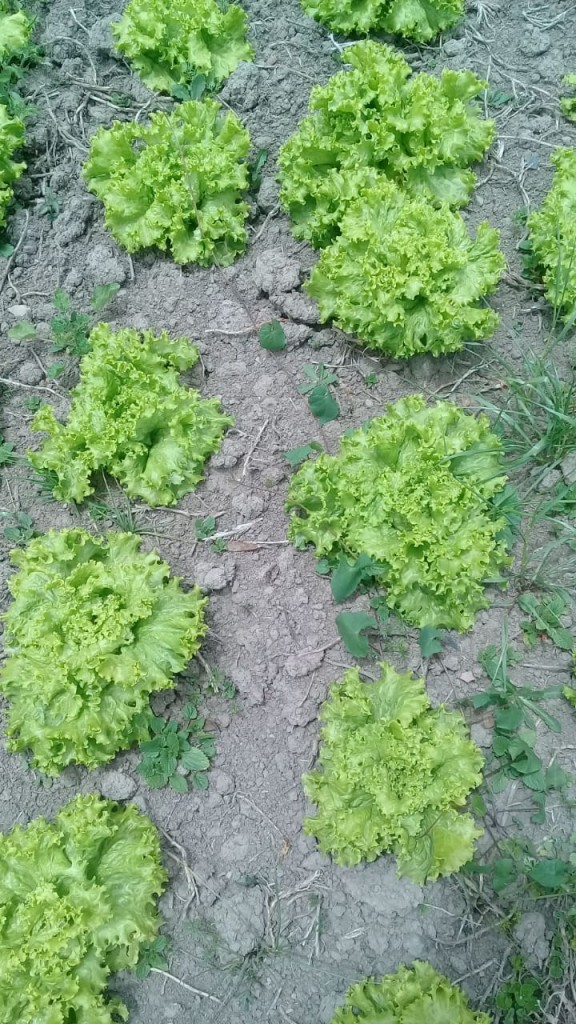 Lechugas crespas