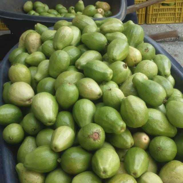 Guayaba gruesa