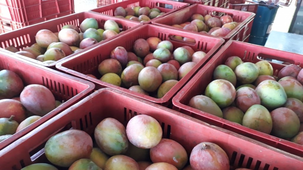 Mango estrella