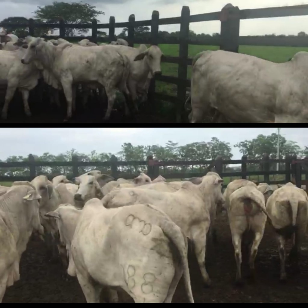 Novillas para cría  Cebú Blanca /402kg aprox