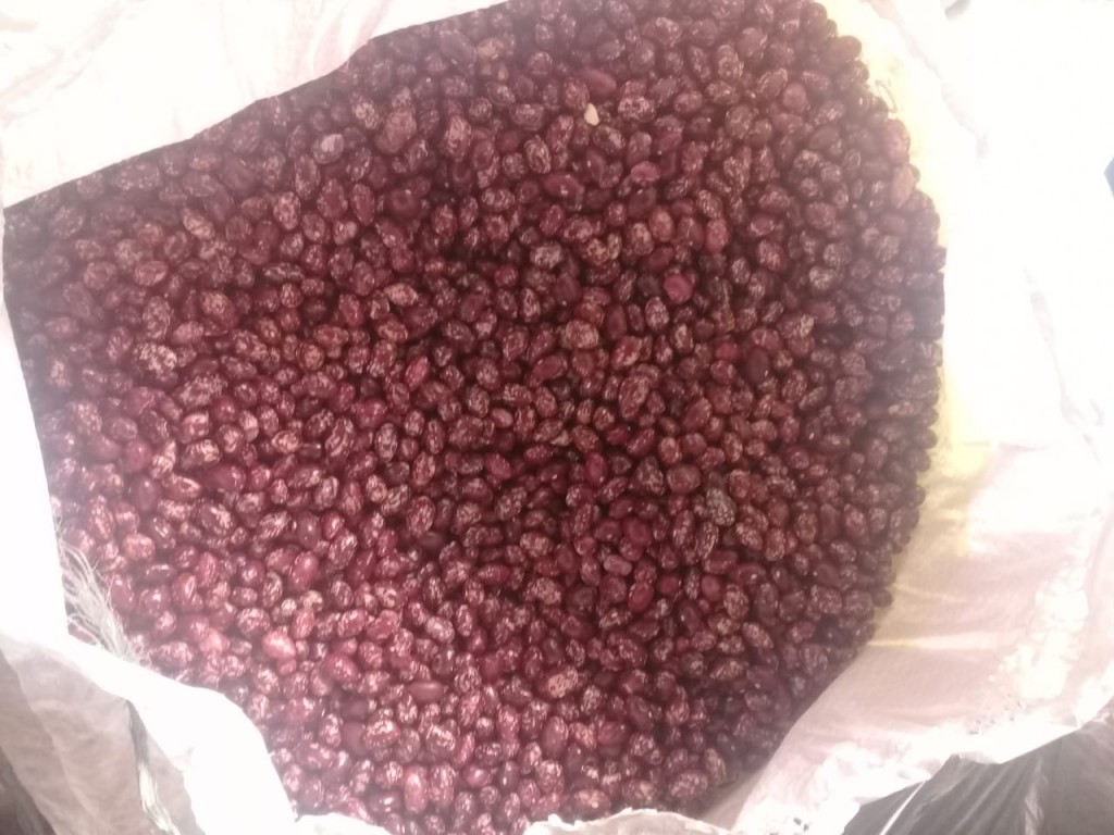 Frijol cargamanto rojo