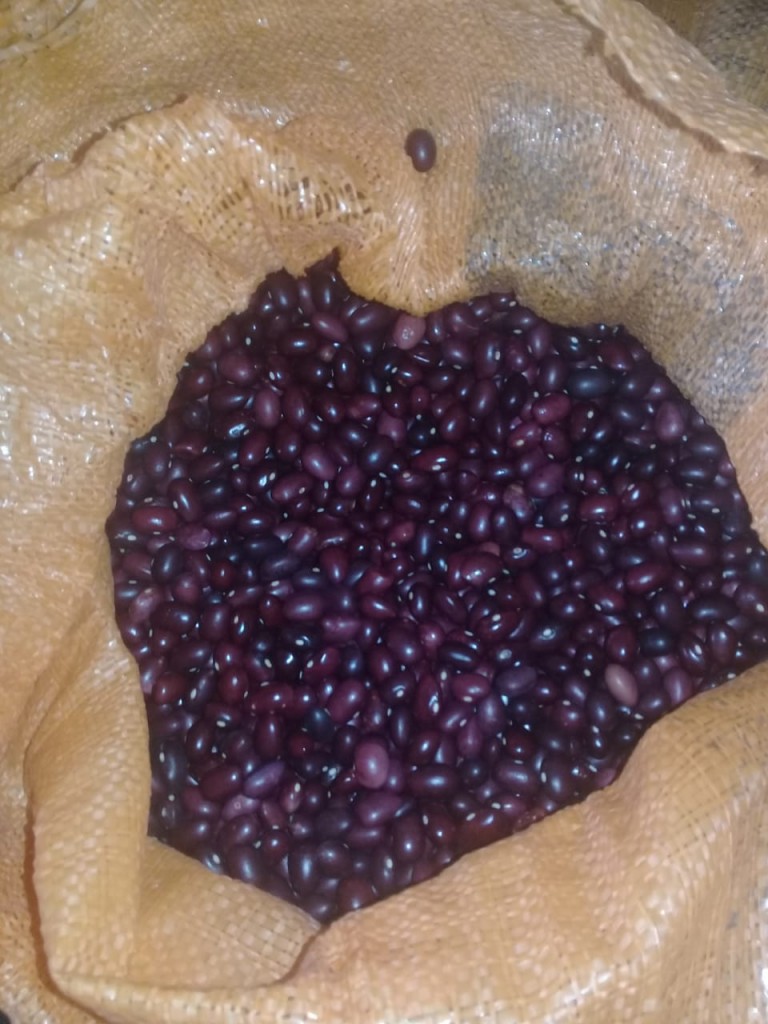 Frijol cargamanto variedad