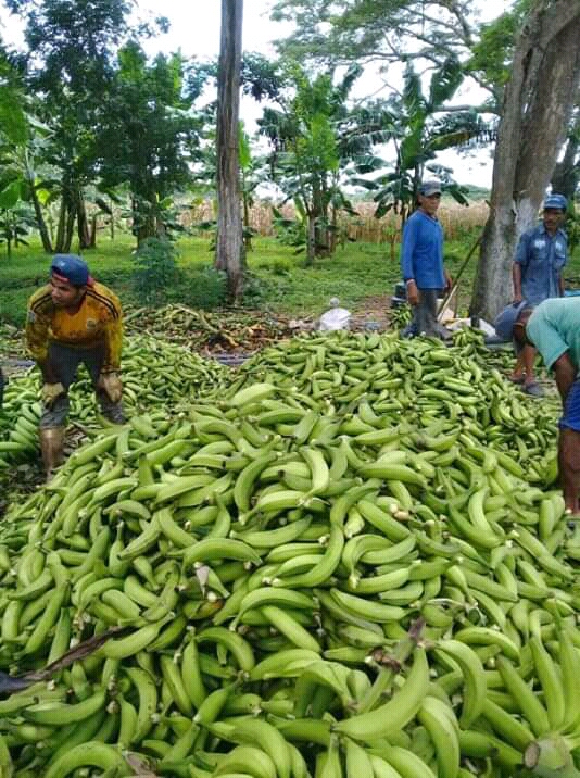Platano verde revuelto/25kg