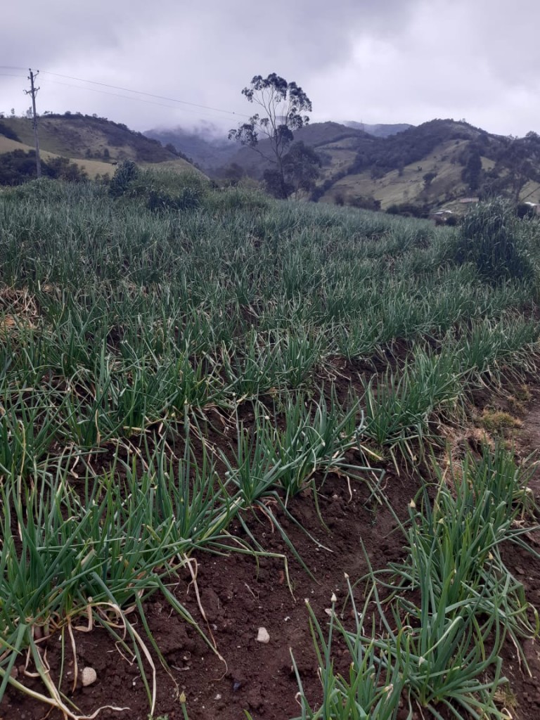 Cebolla larga