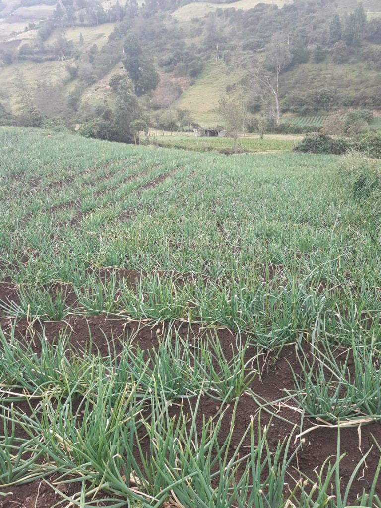 Cebolla larga ×25 kl