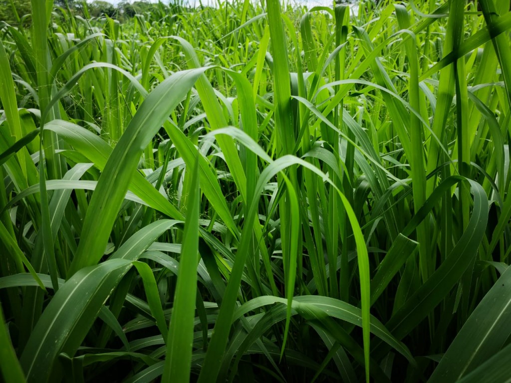 Semilla pasto brachiaria mombaza/25kg