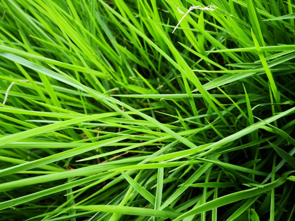 Semilla pasto brachiaria dictyoneura/25kg